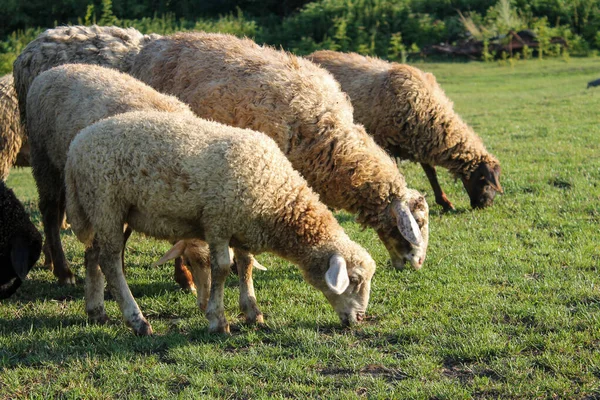 Troupeau Paisible Pâturage Moutons Dans Pré Heure Dorée Serein Pâturage — Photo