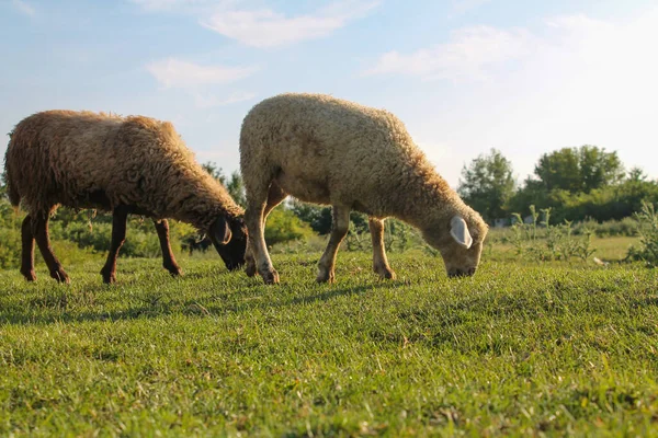 Troupeau Paisible Pâturage Moutons Dans Pré Heure Dorée Serein Pâturage — Photo