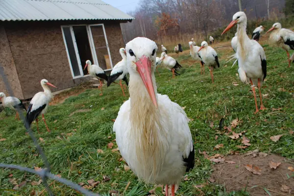 Yeşil Çimen Leyleği: Hayvanlara Rehabilitasyon, Doğaya Bakım ve Sonbaharda Esir Kuşlar
