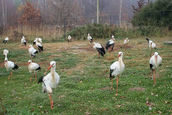 Yeşil Çimen Leyleği: Kuşlar için Sonbahar Sığınağı - Mevsimsel Güzelliğin Ortasında Rehabilitasyon, Doğa Bakımı ve Tutsak Kuş Koruma Merkezi
