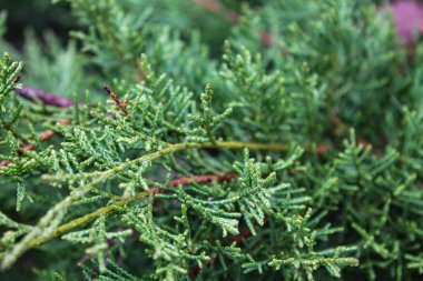 Festivalci Juniper Macro: Evergreen Needles, Christmas and New Year Decor, with Ample Copy Space