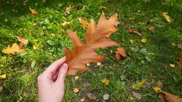 Kadınların Şefkatli Kavrayışı: Sarı Akçaağaç ve Meşe Yaprağının Zarif Güzelliğine Sarılmak