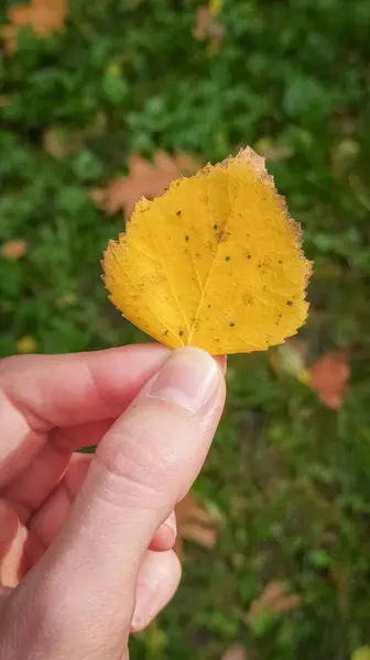 Bir Kadın Eli Nazikçe Tutar Bir Sarı Huş Ağacı Yaprağının Arkasında Nazikçe Düşmüş Yapraklarla süslenmiş Yeşil Çimlerin Arkasında