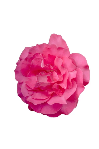 Розовые Цветы Розы Праздника Боке Макро Цветочный Фон Романтическое Пространство — стоковое фото