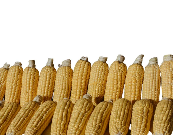 Ähren Von Mais Isoliert Auf Weißem Hintergrund — Stockfoto