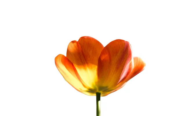 Цветок Желтого Тюльпана Оформления Открыток Тюльпан Обои Тюльпан Дизайн Тюльпаны — стоковое фото