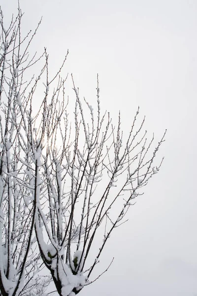 Stromy Pod Sněhem Zimním Dni — Stock fotografie