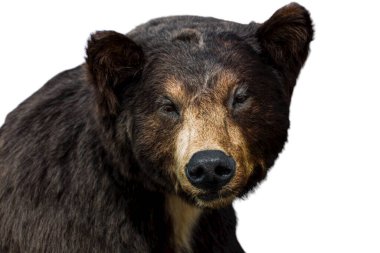 Beyaz arka planda vahşi yaşam hayvanı