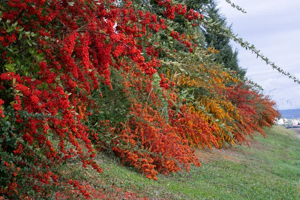 Ramo Rowan Com Bagas Vermelhas Outono Fundo Natural — Fotografia de Stock