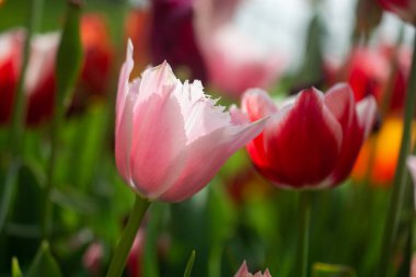 Baharın bahçesinde güzel renkli laleler çiçek açar.