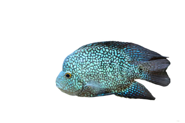 Barevné Ryby Mořského Akvária Izolované Bílém Pozadí — Stock fotografie