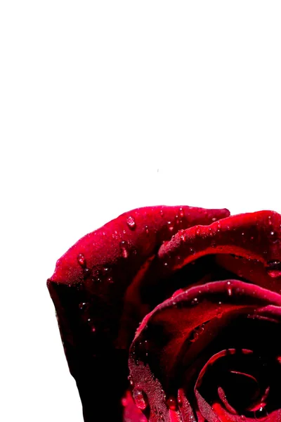 Flores Rosa Roja Para Las Vacaciones Bokeh Macro Fondo Floral —  Fotos de Stock