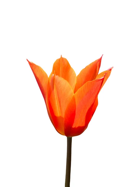 Красивый Цветок Тюльпана Дизайна Открытки Красоты Тюльпан Обои Тюльпан Дизайн — стоковое фото