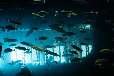 Akvaryum ortamında güzel renkli balıklar yüzer.