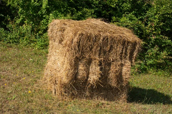Bales Hay Brown Field View — Stock Photo, Image