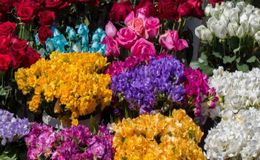 Bahçe konsepti için açan bahar çiçekleri