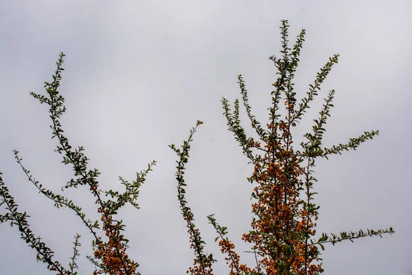 Větve Jeřábu Červenými Bobulemi Podzimní Přírodní Zázemí — Stock fotografie