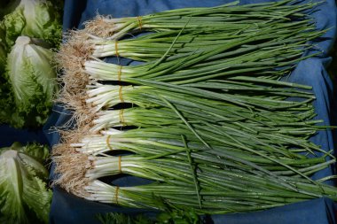 Büyük bir demet taze soğan Taze soğan yaprağı.
