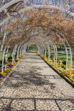 Renkli çiçekler baharda ağaçlarda açar.