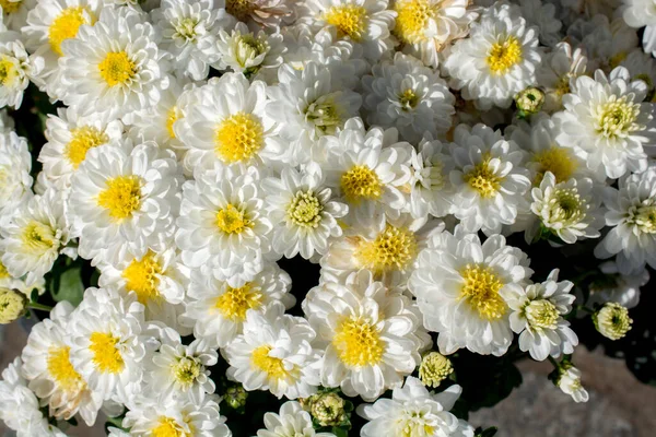 아름다운 꽃들을 배경으로 — 스톡 사진
