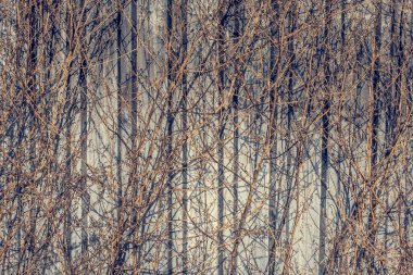 Güz mevsiminde arka planda kurumuş ağaçlar