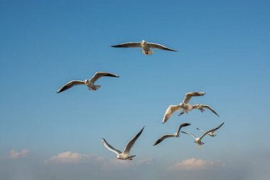 Martı gökyüzünde uçuyor. Özgürlük kavramı olarak uçan martı.