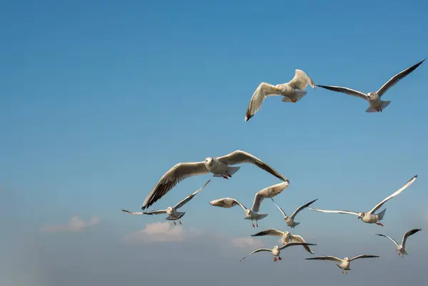 Seagull Flyver Himlen Seagull Flyvende Himmel Som Frihedsbegreb - Stock-foto