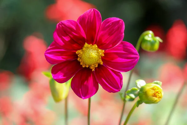 Schöne Frische Blumen Der Natur Hintergrund — Stockfoto