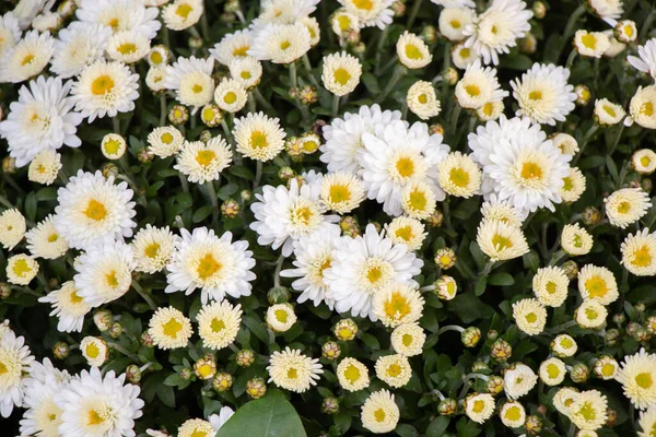 Frühjahrsblühende Topfblumen Blumenladen — Stockfoto