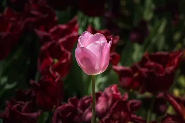 Herausragende Bunte Tulpenblüte Frühlingsgarten — Stockfoto