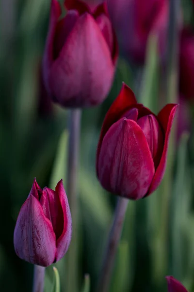 Tulipa Fresca Cor Vermelha Natureza Primavera — Fotografia de Stock