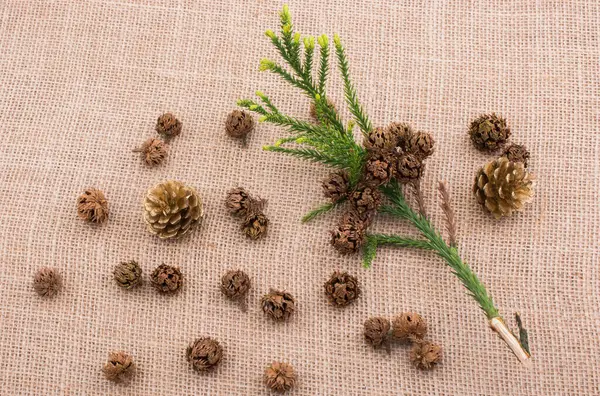 Çadır kapsülleri, kapsüller ve çam kozalakları.