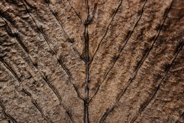 Макропредставление текстуры сухих листьев
