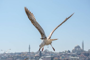 Arka planda cami olan martı gökyüzünde uçuyor.