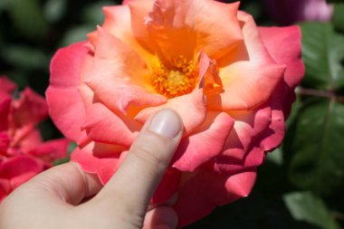 Renkli bir gül çiçeğini tutarken