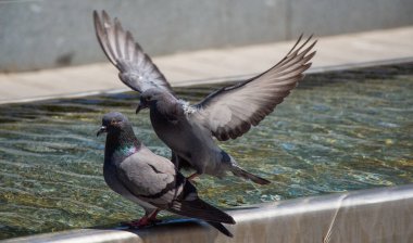 Thirsty pigeons drink water on a hot day at the fountain clipart