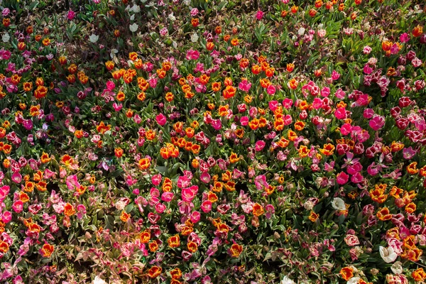 Blühende Schöne Bunte Naturblumen Blick — Stockfoto