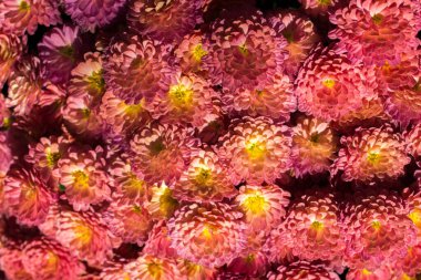 Arka plan olarak güzel taze çiçekler