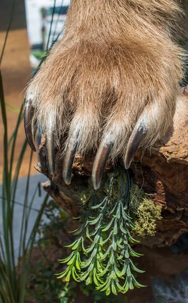 Brown Bear Paw With sharp Claws in view