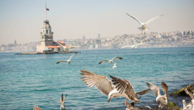 Arkasında Bakire Kulesi olan bir gökyüzünde martı.