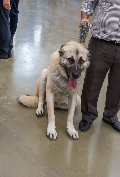 Turkish breed shepherd dog Kangal as livestock guarding dog