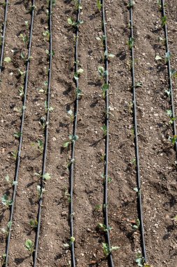 Sulama sistemi, sulama için ekili bir alanda fıskiyeler kullanıyor.