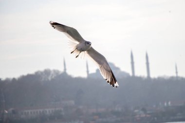 Istanbul Türkiye'de gökyüzünde uçan martılar