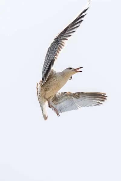 Single Seagull Flying Sky Background — Stock Photo, Image