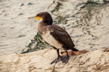 Vahşi yaşamın ve doğanın bir görüntüsü olarak sevimli bir kuş.