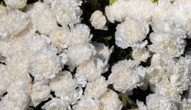 Çiçek açan güzel renkli taze doğal çiçekler.