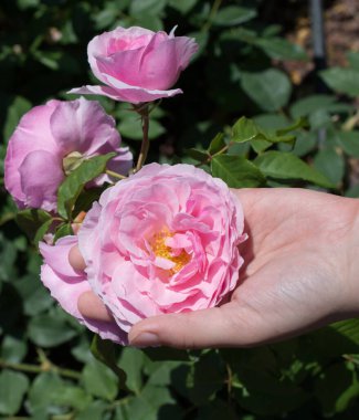 Elindeki güzel taze gül