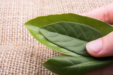 Eline bir defter sayfası bırakır