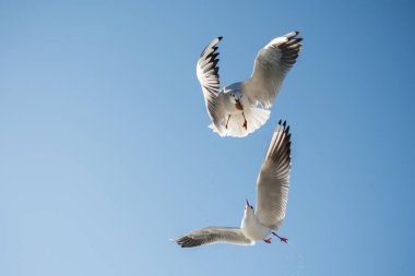 Bir çift martı gökyüzünde mavi bir zemin üzerinde uçuyor.