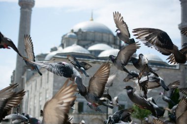Güzel güvercin kuşları, şehir güvercinleri şehir ortamında yaşıyor.